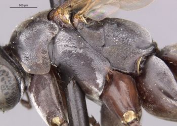 Media type: image;   Entomology 29325 Aspect: thorax lateral